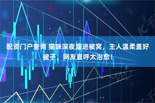 配资门户查询 猫咪深夜溜进被窝，主人温柔盖好被子，网友直呼太治愈！